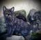 Black Cat, Kitten, Realistic Pets, Embroidered, Iron on Patch